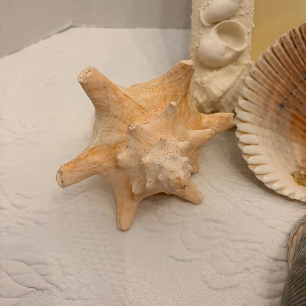 The Natural World Coastal Seashell Picture Frame & 4 Natural Shell Decor Conch